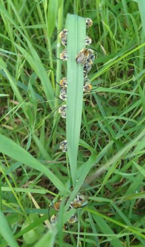 Eucera nigrescens